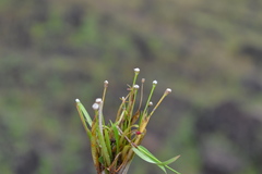 Eriocaulon cuspidatum